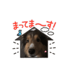 わたしの愛犬ちゃんたち（個別スタンプ：9）