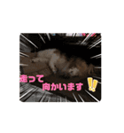 わたしの愛犬ちゃんたち（個別スタンプ：10）