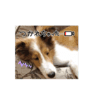 わたしの愛犬ちゃんたち（個別スタンプ：11）