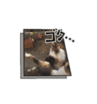 わたしの愛犬ちゃんたち（個別スタンプ：13）