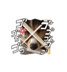 わたしの愛犬ちゃんたち（個別スタンプ：14）