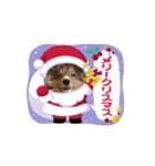 わたしの愛犬ちゃんたち（個別スタンプ：15）