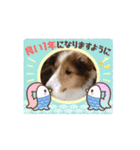 わたしの愛犬ちゃんたち（個別スタンプ：16）