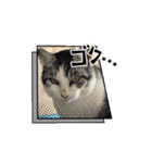 さんねこすたんぷpart1（個別スタンプ：1）