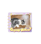 さんねこすたんぷpart1（個別スタンプ：2）