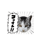 さんねこすたんぷpart1（個別スタンプ：4）