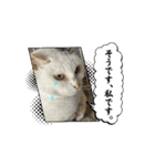 さんねこすたんぷpart1（個別スタンプ：5）