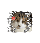 さんねこすたんぷpart1（個別スタンプ：7）