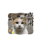 さんねこすたんぷpart1（個別スタンプ：8）