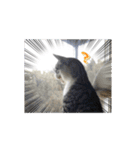 さんねこすたんぷpart1（個別スタンプ：10）