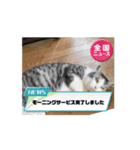 さんねこすたんぷpart1（個別スタンプ：12）
