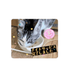 さんねこすたんぷpart1（個別スタンプ：13）