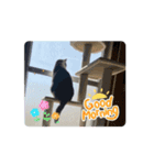 さんねこすたんぷpart1（個別スタンプ：15）