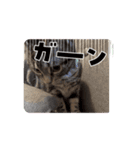 王様みるくの動くスタンプ（個別スタンプ：3）