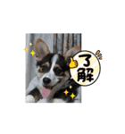 MAYとSANTOのスペシャルスタンプ（個別スタンプ：3）