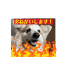MAYとSANTOのスペシャルスタンプ（個別スタンプ：12）