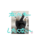 MAYとSANTOのスペシャルスタンプ（個別スタンプ：16）
