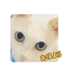 しろねことその姉妹（個別スタンプ：1）