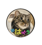 しろねことその姉妹（個別スタンプ：2）