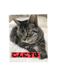 しろねことその姉妹（個別スタンプ：3）