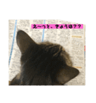 しろねことその姉妹（個別スタンプ：4）