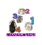 しろねことその姉妹（個別スタンプ：6）