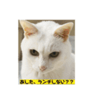 しろねことその姉妹（個別スタンプ：8）