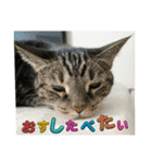 しろねことその姉妹（個別スタンプ：9）