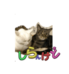 しろねことその姉妹（個別スタンプ：11）