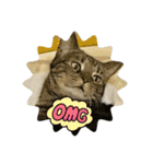 しろねことその姉妹（個別スタンプ：14）