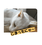 しろねことその姉妹（個別スタンプ：16）