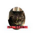 しろねことその姉妹（個別スタンプ：17）