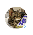 しろねことその姉妹（個別スタンプ：18）