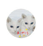 しろねことその姉妹（個別スタンプ：21）