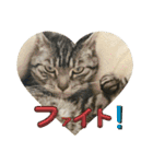 しろねことその姉妹（個別スタンプ：22）