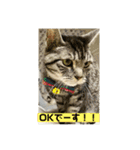 しろねことその姉妹（個別スタンプ：24）
