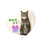 しろねことその姉妹（個別スタンプ：25）