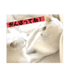 しろねことその姉妹（個別スタンプ：26）