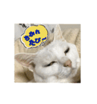 しろねことその姉妹（個別スタンプ：27）