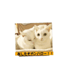 しろねことその姉妹（個別スタンプ：28）