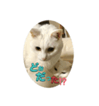 しろねことその姉妹（個別スタンプ：30）