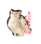 しろねことその姉妹（個別スタンプ：31）
