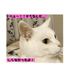 しろねことその姉妹（個別スタンプ：32）