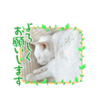 しろねことその姉妹（個別スタンプ：34）