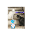 しろねことその姉妹（個別スタンプ：35）