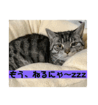 しろねことその姉妹（個別スタンプ：36）