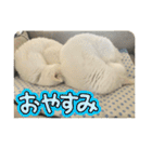 しろねことその姉妹（個別スタンプ：37）