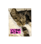 しろねことその姉妹（個別スタンプ：38）