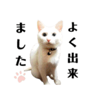 しまゆきコロン日和（個別スタンプ：14）