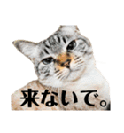 しまゆきコロン日和（個別スタンプ：18）